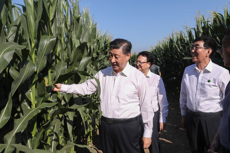 7月22日至24日,中共中央总书记、国家主席、中央军委主席习近平在吉林省考察。这是7月22日下午,在四平市梨树县国家百万亩绿色食品原料(玉米)标准化生产基地核心示范区地块,习近平走进玉米地,察看玉米长势。新华社记者 王晔 摄